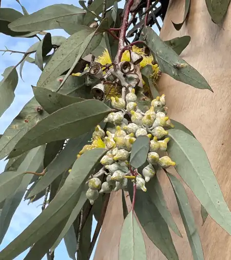 Eucalyptus woodwardii buds