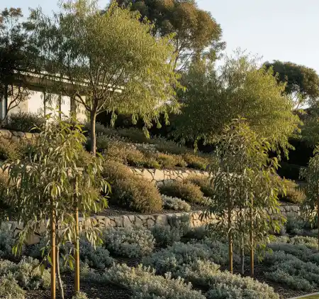 Natives of various heights on a sloped front yard