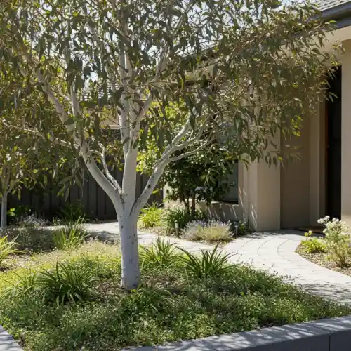 Small front yard featuring a sculptural eucalypt