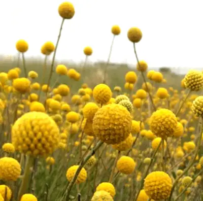 Billy Buttons mass planting