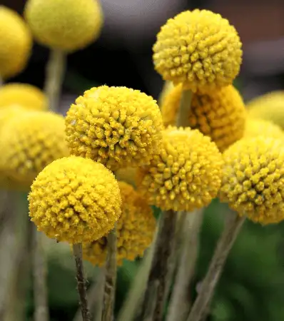 Craspedia globosa (Billy Buttons) blooms