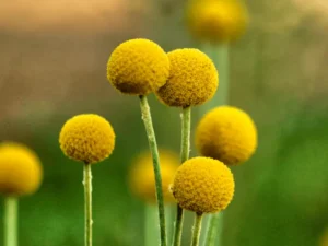 Craspedia globosa (Billy Buttons) flower heads