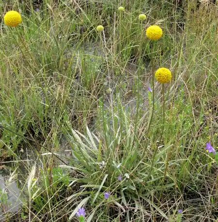 Craspedia globosa (Billy Buttons) in the wild
