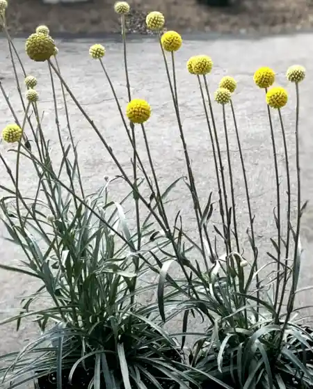 Craspedia globosa in pots