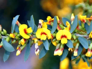 Eutaxia obovata (Bacon and Egg Plant)