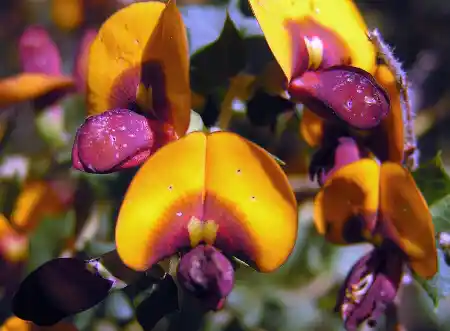 Eutaxia obovata bloom closeup