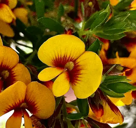 Eutaxia obovata bloom