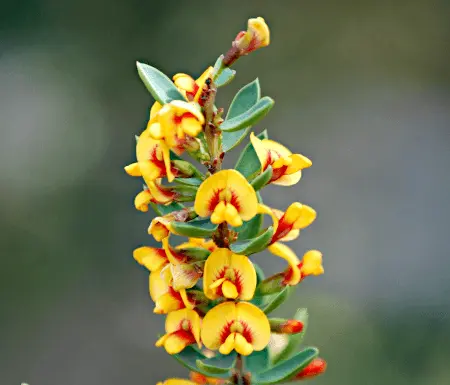 Eutaxia obovata foliage and flowers