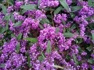 Australian native climbers - Hardenbergia violacea