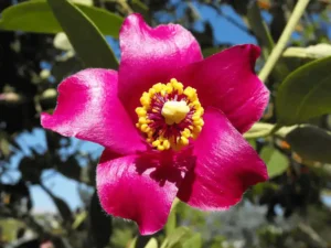 Australian native hibiscus - Lagunaria patersonia (Norfolk Island Hibiscus)