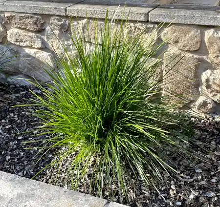 Lomandra confertifolia 'Lime Tuff'