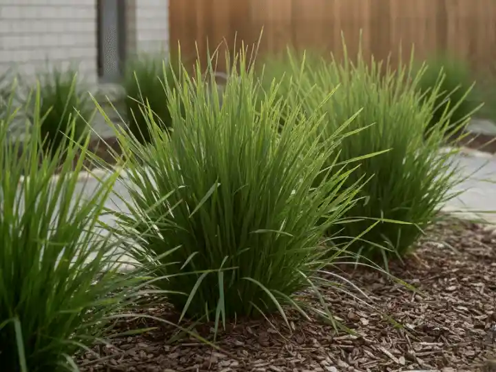 Lomandra confertifolia 'Little Lime'