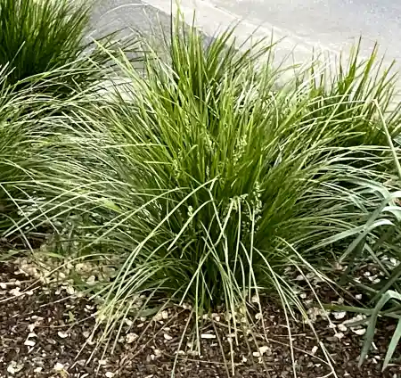 Lomandra confertifolia (Mat Rush)