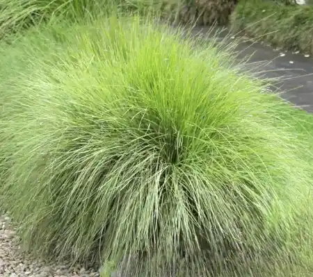 Lomandra confertifolia 'Wingarra'