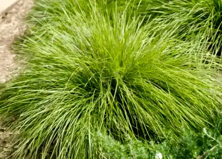 Lomandra longifolia 'Lady Tanika'