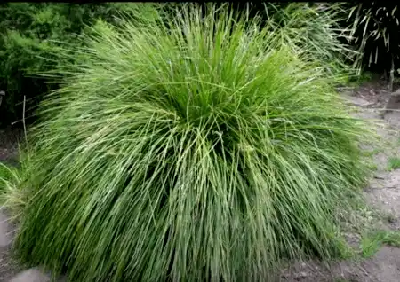 Lomandra longifolia (Spiny-headed Mat Rush)
