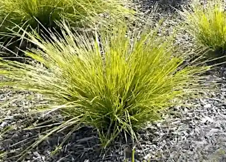 Lomandra longifolia 'Tanika'