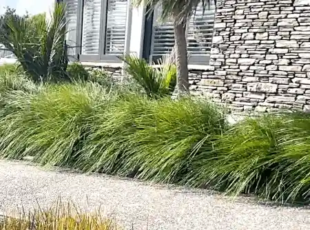 Lomandra longifolia in a coastal front yard