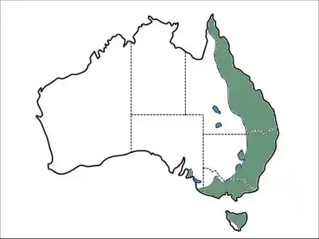 Lomandra longifolia main distribution