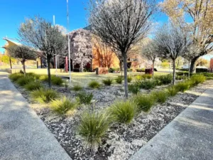 Lomandra public garden planting