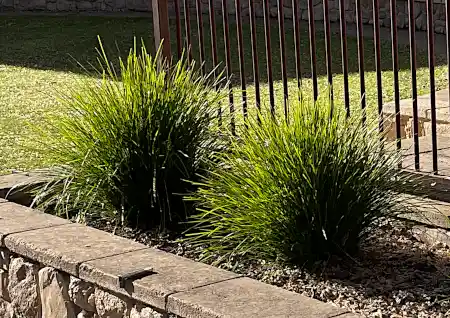 Longifolia confertifolia (Mat Rush) cv