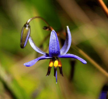 Dianella revoluta bloom