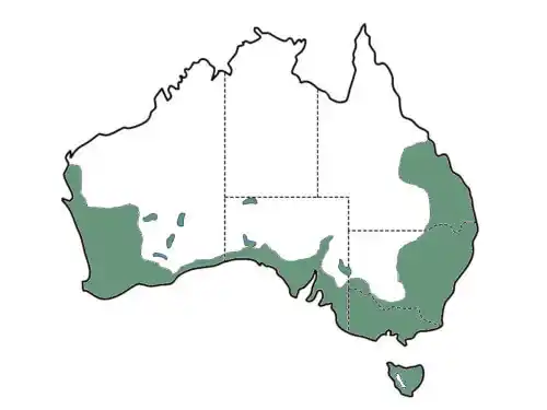 Dianella revoluta main distribution