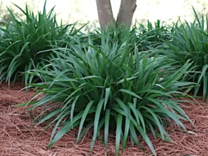 Dianella tasmanica 'Tasred'