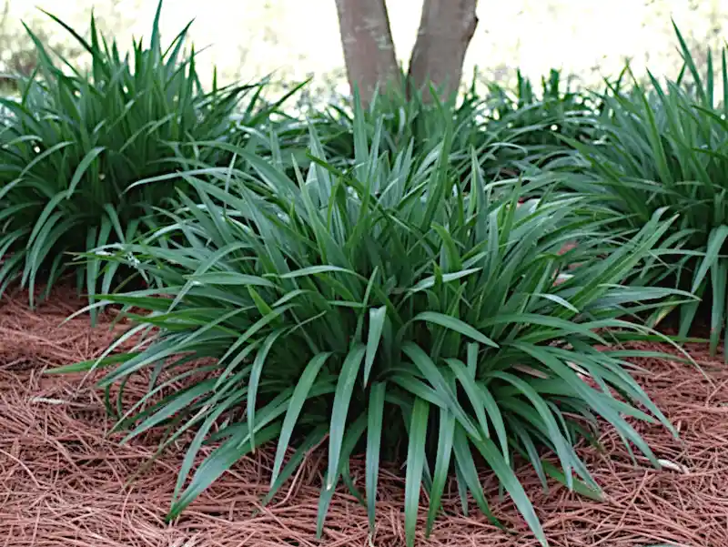 Dianella tasmanica 'Tasred'
