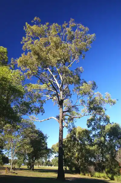 Eucalyptus crebra (Narrow-leaf Ironbark)