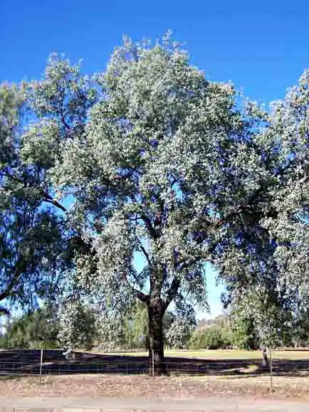 Eucalyptus melanophloia (Silver-leaf Ironbark)