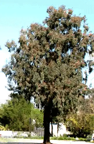 Eucalyptus sideroxylon (Red Ironbark)