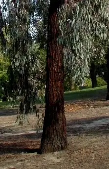 Eucalyptus sideroxylon (Red Ironbark) trunk