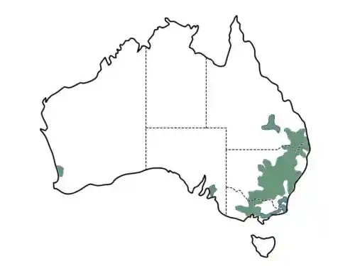 Eucalyptus sideroxylon main distribution