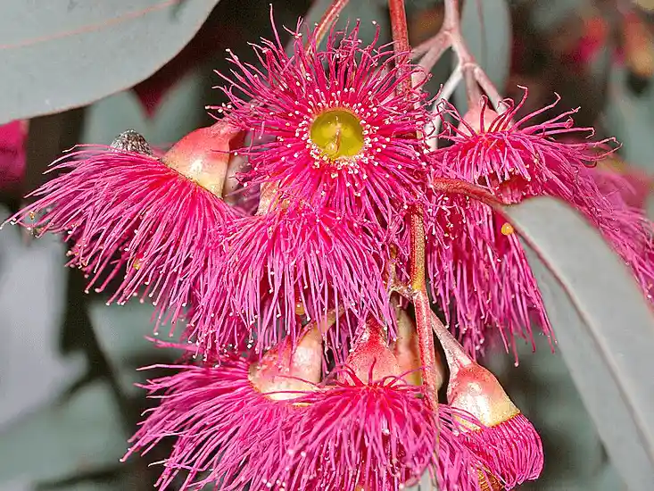 Eucalyptus sideroxylon pink blooms