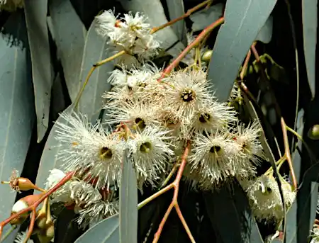 Eucalyptus sideroxylon white blooms
