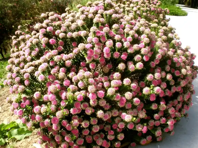 Small flowering shrub -Pimelea ferruginea (Rice Flower)