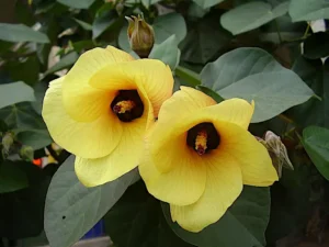 Hibiscus tiliaceus early blooms
