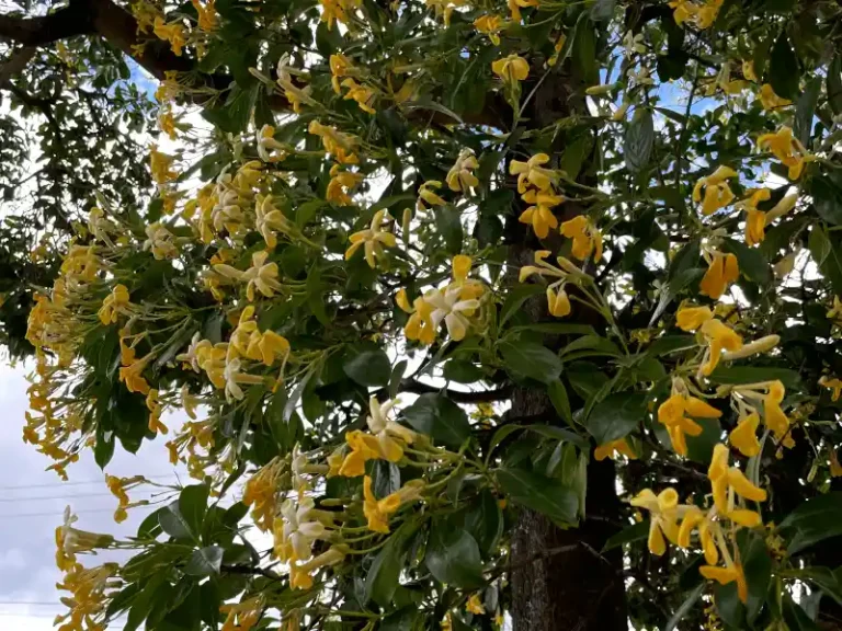 Hymenosporum flavum (Native Frangipani) in bloom