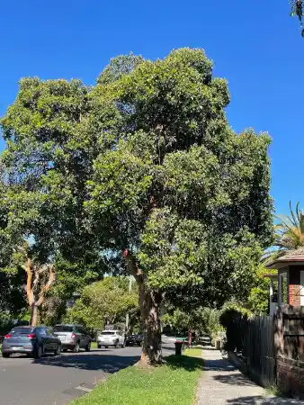 Lophostemon Confertus: The Striking Queensland Box For Streetscapes And ...