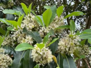 Lophostemon confertus summer bloom