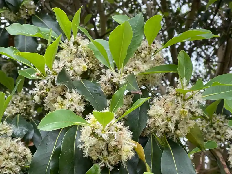 Lophostemon confertus summer bloom
