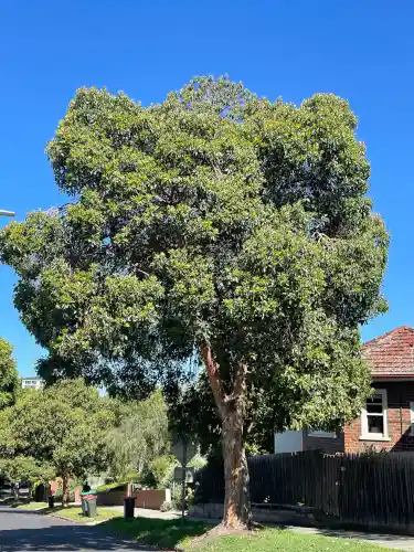 Lophostemon Confertus: The Striking Queensland Box For Streetscapes And ...