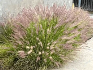 Pennisetum alopecuroides (Swamp Foxtail Grass)