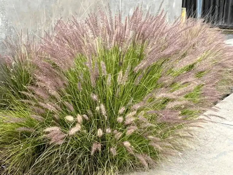 Pennisetum alopecuroides (Swamp Foxtail Grass)