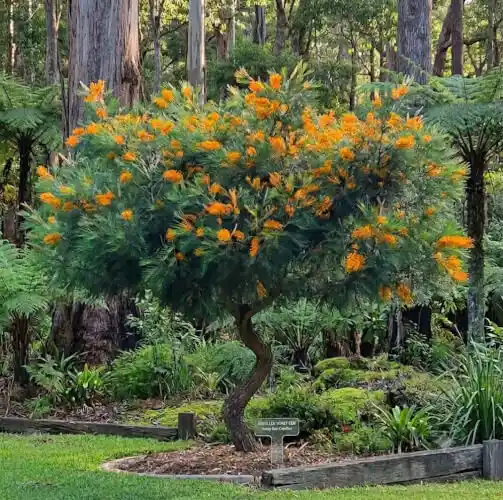 Grevillea 'Honey Gem' in tree form