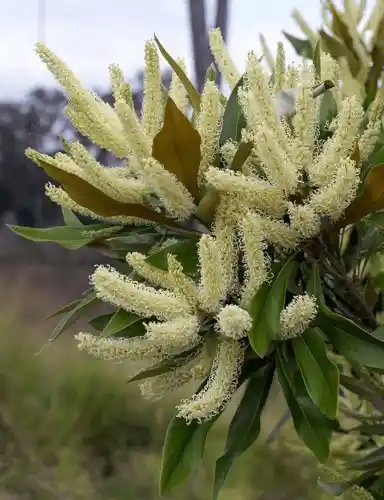 Grevillea baileyana (Brown Silky Oak)