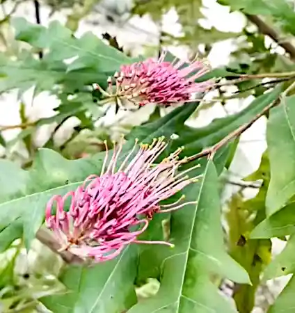 Grevillea barklyana (Gully Grevillea)