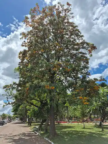 Grevillea robusta (Silky Oak) tree form
