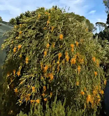 Grevillea tenuiloba (Amber Grevillea) standard